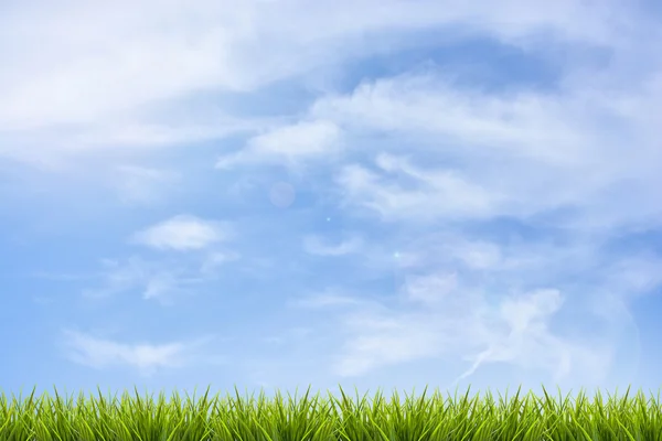Grama grama sob céu azul e nuvens — Fotografia de Stock
