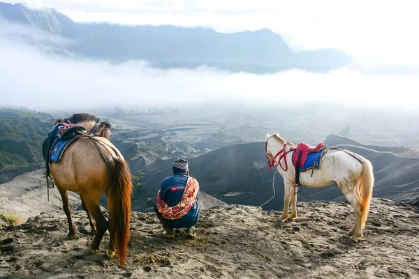 Man with horses for tourist rent at Mount Bromo — Stok fotoğraf