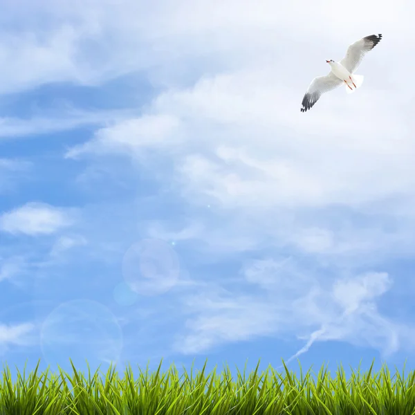 Grass grass under blue sky, clouds and bird — Stock Photo, Image