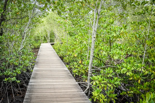 Passarela de madeira na floresta de mangue — Fotografia de Stock