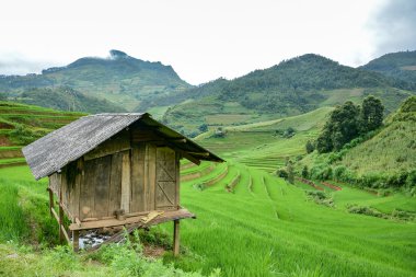Yeşil teraslı pirinç alanına dön