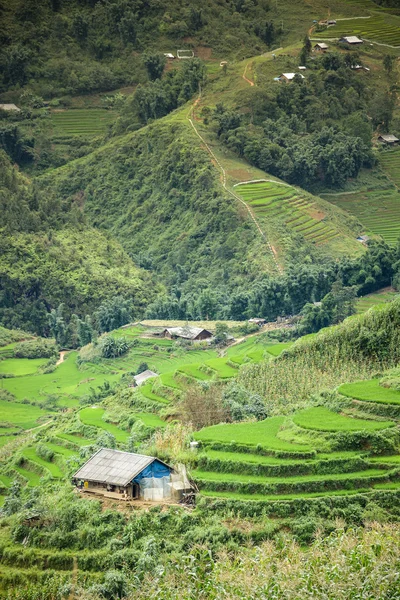 在沙巴，越南山梯田的稻田 — 图库照片