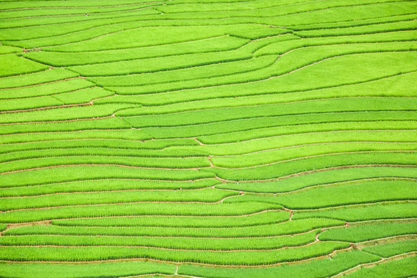Reisfelder auf Terrassen in Sapa, Vietnam — Stockfoto