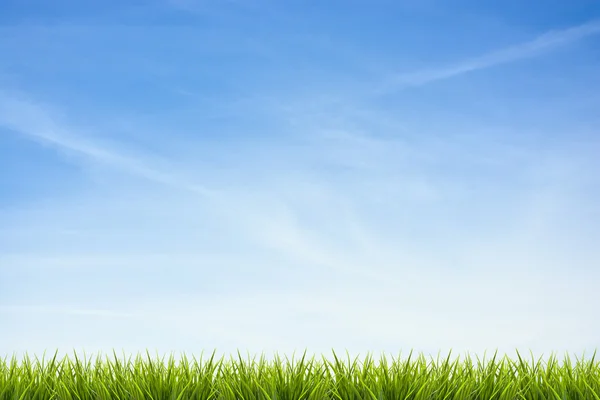 Hierba hierba bajo cielo azul y nubes — Foto de Stock