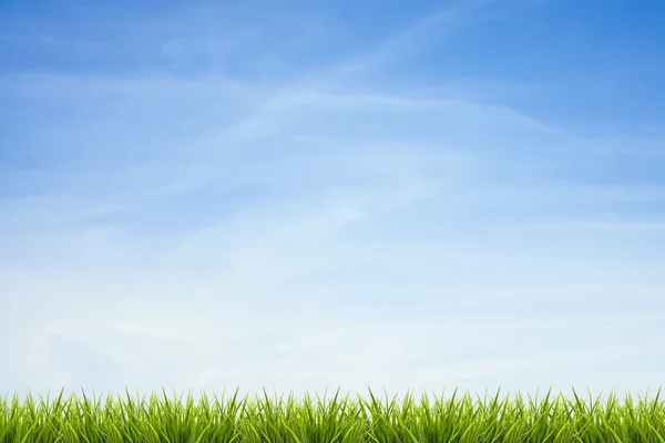 Hierba hierba bajo cielo azul y nubes — Foto de Stock