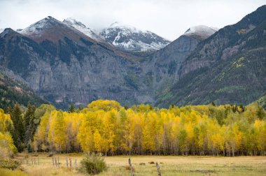 Ünlü bir kayak kasabası olan Telluride 'de sonbahar yaprakları sırasında karlı dağ ve sarı kavak ağaçlarının güzel manzarası. Colorado, ABD 'de sonbahar manzarası