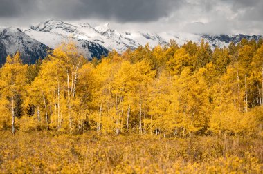 Sonbahar yaprakları sırasındaki sarımsı kavak ağaçlarının dramatik manzarası ve bulutlu gökyüzünün altındaki karlı dağ. Colorado, ABD 'deki Gunnison Ulusal Ormanı' nda altın sonbahar manzarası.