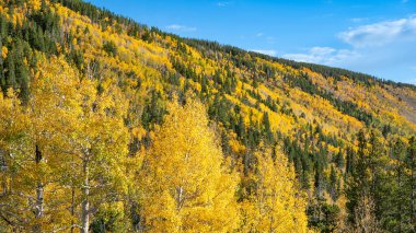 Rocky Mountain Ulusal Parkı 'ndaki tepede sarı kavak ağaçlarının ve yeşil çam ormanlarının sonbahar manzarası. Colorado, ABD 'de güzel bir sonbahar manzarası.