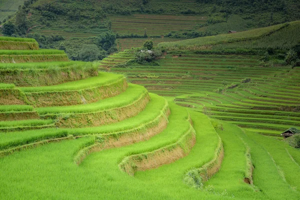 Reisfeld terrassiert in mu cang chai, Vietnam — Stockfoto