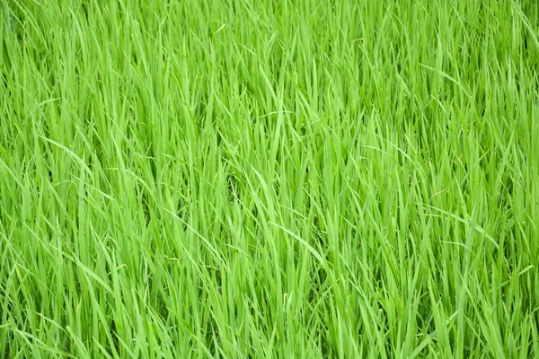 Grüne Reispflanze auf dem Feld — Stockfoto