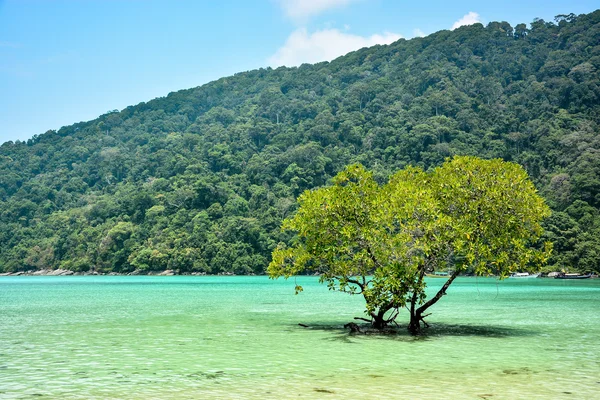 Manglares en el mar tropical — Foto de Stock