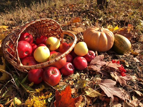 Podzimní sklizeň — Stock fotografie