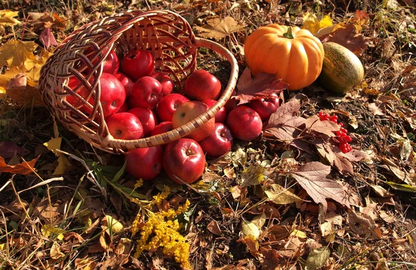 Herfst oogst — Stockfoto