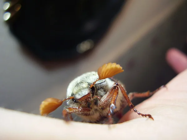 Cockchafer — Stock Photo, Image