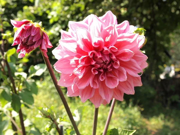 Fleur de dahlia rose — Photo