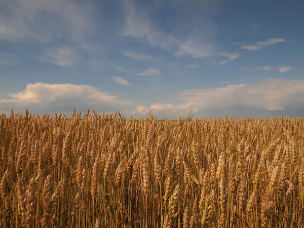 Wheatfield — 스톡 사진