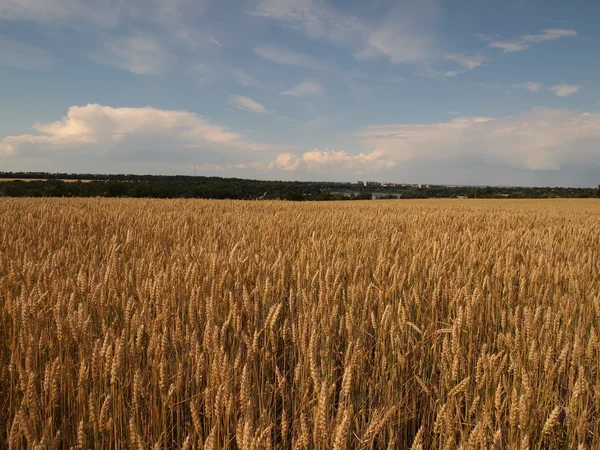 Wheatfield — 스톡 사진