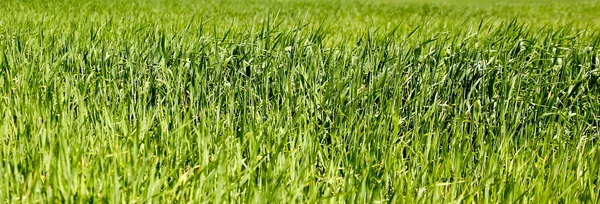 Grönt Gräs Bakgrund Närbild Panorama Fält Med Gräsgrödor För Utfodring — Stockfoto