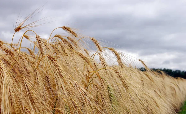 Vinterkornskörd Juni Fältet Lincolnshire England Storbritannien — Stockfoto