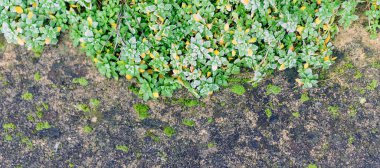 Sürünen salyangoz bir kış sabahı açıkta, kaldırımlarda yetişir..