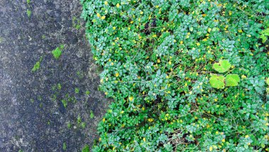 Sürünen salyangoz bir kış sabahı açıkta, kaldırımlarda yetişir..