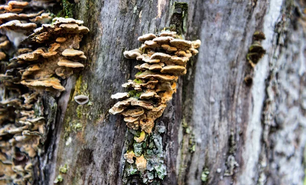 A colony of parasitic fungi grow on a tree in the autumn forest.