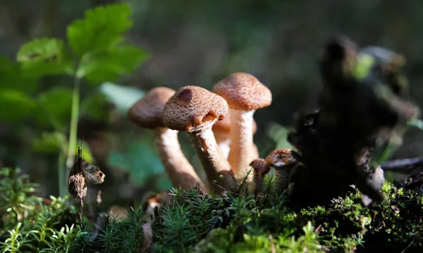 Large group of edible mushrooms from the Armillaria mellea growing on a wood stump in autumn forest. — Stock Image Large Group Edible Mushrooms Armillaria Mellea Growing Wood Stump Autumn Royalty Free Stock Photos