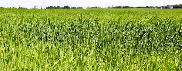 Grönt gräs bakgrund närbild, panorama. Fält med gräsgrödor — Stockfoto