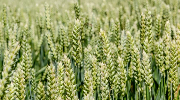 Amplo quadro isolado closeup de triticale, trigo e centeio híbrido. — Fotografia de Stock