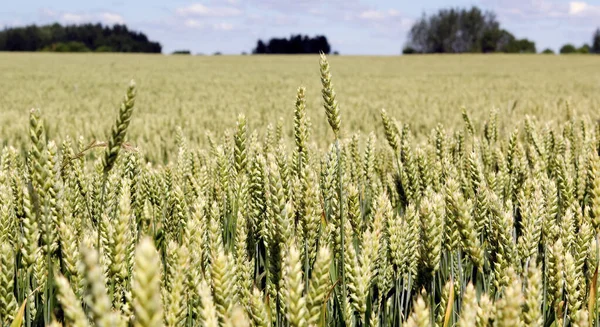 Bred ram isolerad närbild av rågvete, vete och råg hybrid. — Stockfoto