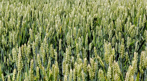 Široký rám izolované detailní záběr tritikale, pšenice a žitný hybrid. — Stock fotografie