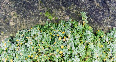 Sarmaşık kışın kaldırımda büyür..