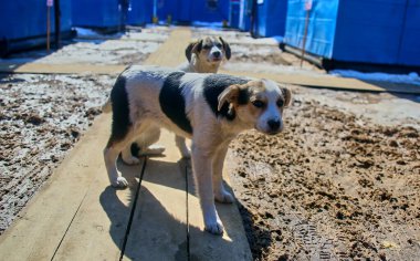 İnşaat alanında iki evsiz köpek yavrusu.