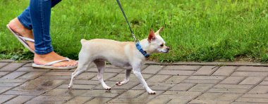 Bahçede beyaz bir chihuahua köpeği koşar.