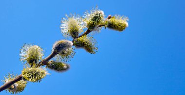 Keçi söğüdü, söğüt, baharda açar açık bir günde gökyüzünün arka planına karşı.