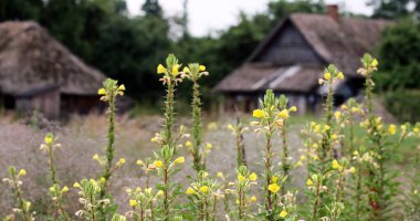 Doğu Avrupa, Belarus Cumhuriyeti, Kachanovichi köyü, Pinsk bölgesi, Brest bölgesi. Sazlı çatıları olan eski evler. Sarı çiçekli tarla.