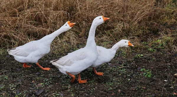 Beyaz Kaz Çayırda Yürüyor Kazlar Baharda Dışarıda Yürür — Stok fotoğraf