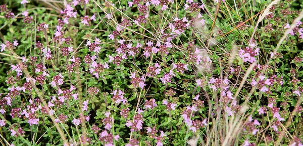 Vintage Foto Naturen Bakgrund Med Vilda Blommor Och Växter Lilac — Stockfoto