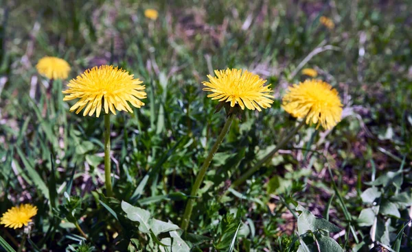Żółte Dmuchawce Nasłonecznionym Zielonym Polu Wiosną Pastwiska Młodą Trawą — Zdjęcie stockowe