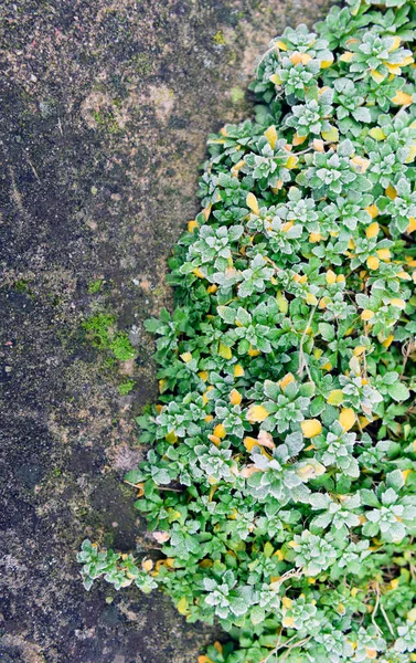 Sürünen salyangoz bir kış sabahı açıkta, kaldırımlarda yetişir..