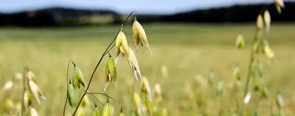 Äter Ung Grön Makro Havre Fältet Vegetabilisk Jordbruksindustri — Stockfoto