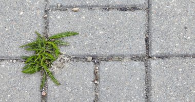 Büyüme tuğla işini yardı. Çevre yolunun yanındaki kaldırımda. Doğa, insan faaliyetlerinin izlerini emer..