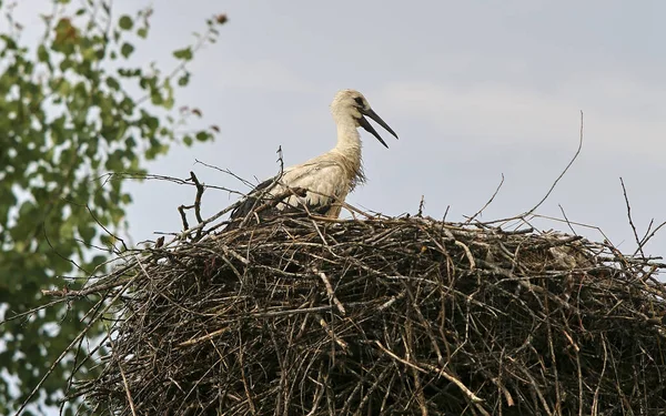 Osteuropa Republik Weißrussland Dorf Katschanowitschi Bezirk Pinsk Gebiet Brest Alte — Stockfoto