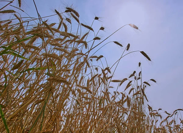 Wheat Field Blue Sky Harvest Ripe Ears Corn Sun — Stockfoto