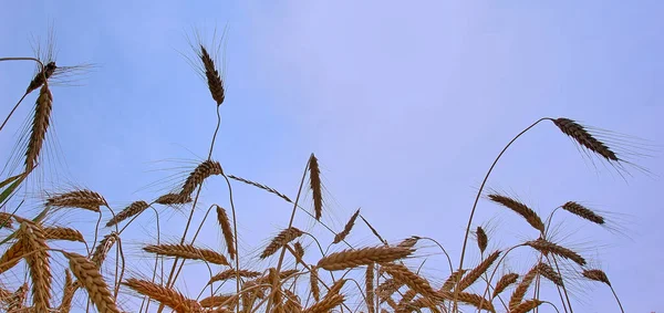 Campo Trigo Contra Céu Azul Colheita Orelhas Maduras Milho Sol — Fotografia de Stock