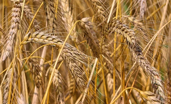 Campo Trigo Contra Céu Azul Colheita Orelhas Maduras Milho Sol — Fotografia de Stock