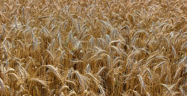 Wheat Field Blue Sky Harvest Ripe Ears Corn Sun — Stockfoto