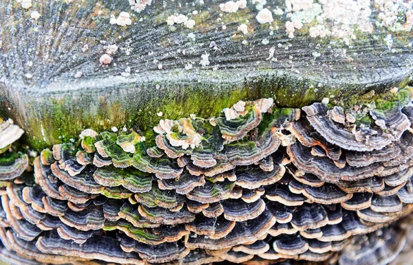 Eine Kolonie Parasitärer Pilze Wächst Auf Einem Baum Herbstwald lizenzfreie Stockfotos