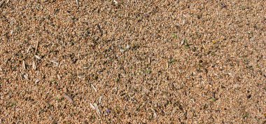 Yakın planda buğday taneleri mükemmel tarım dokusu görüntüsü