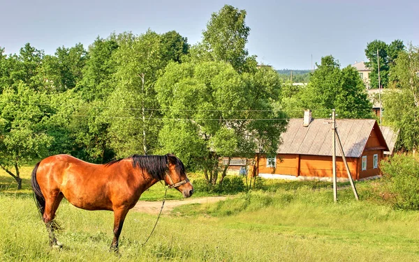 Cavalo Vermelho Com Uma Crina Longa Campo Flor Contexto Prado — Fotografia de Stock